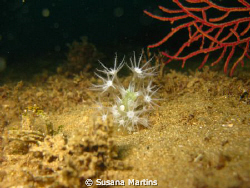 Clavularia crassa by Susana Martins 